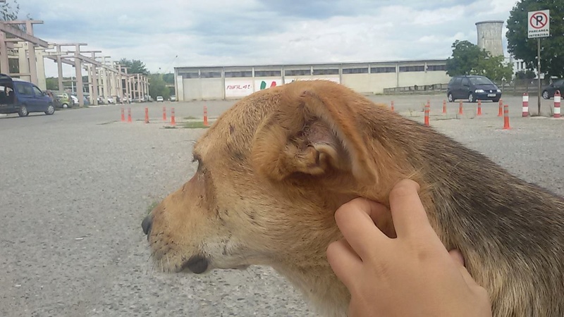 REXX, M-X berger allemand, taille moyenne-grande, né 2013 (RIFIL PIATRA) pret à voyager Recei320