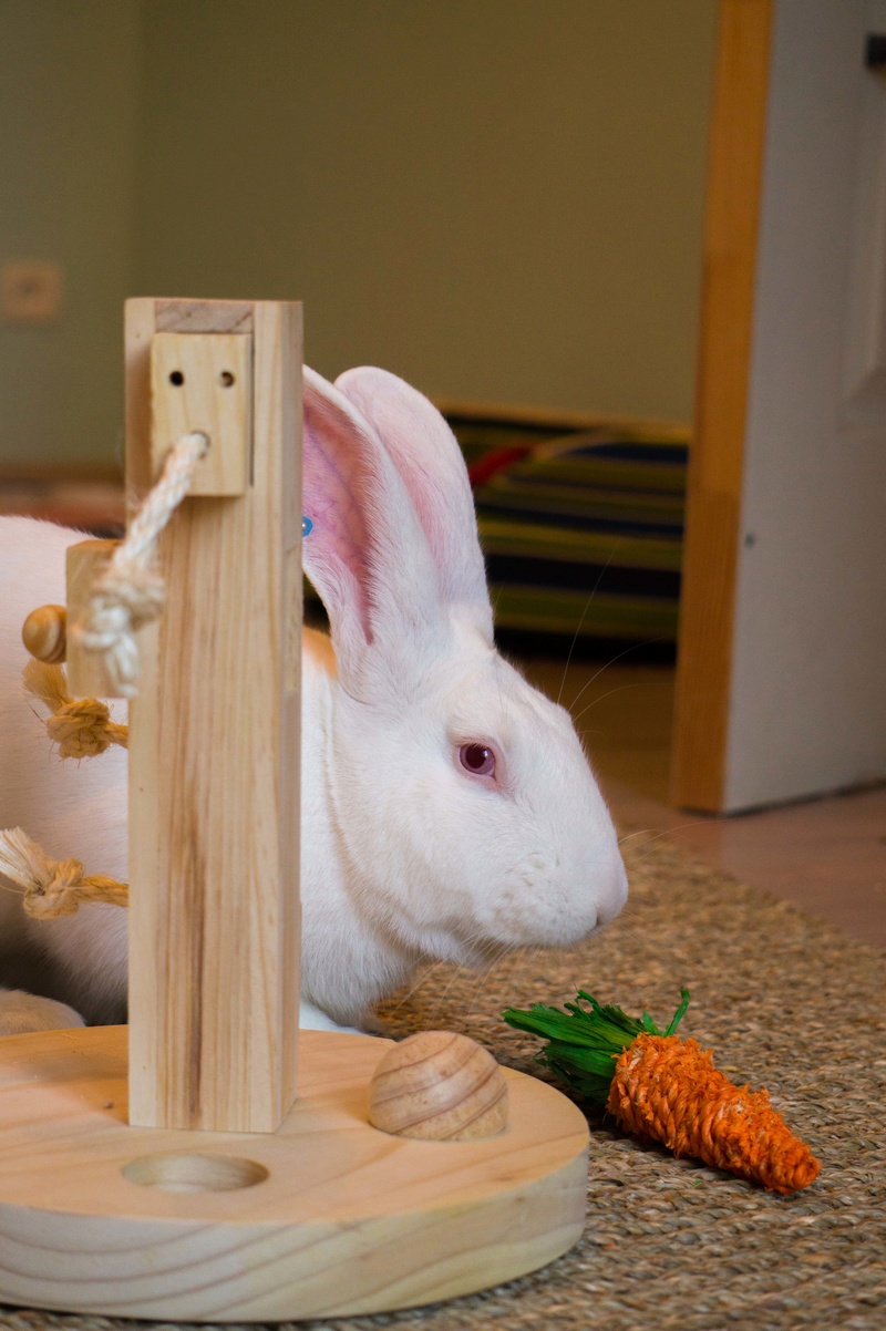 [White Rabbit] Ekko, lapin réhabilité de laboratoire 39041710