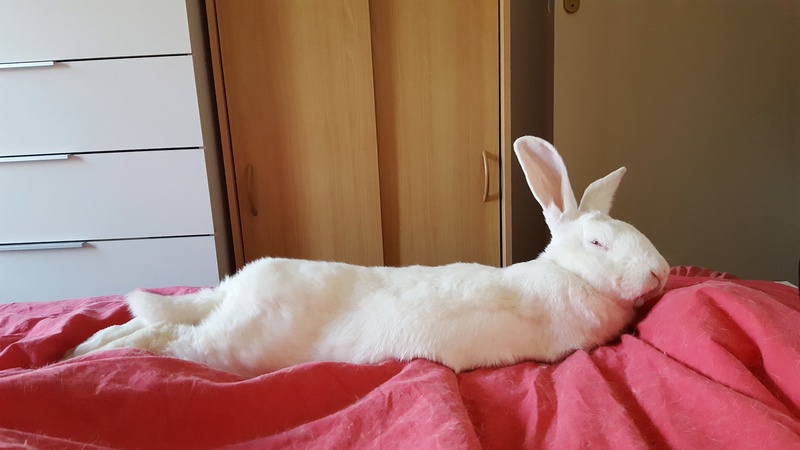 [ADOPTE] Chewie, lapin réhabilité de laboratoire Chewie12