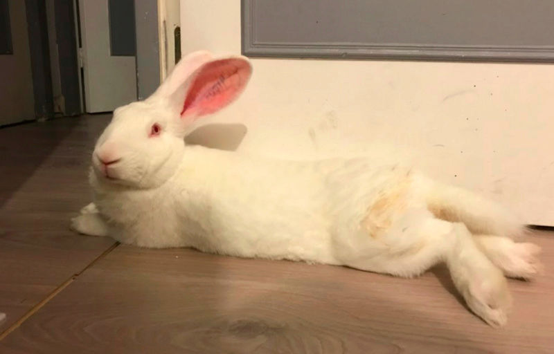 [White Rabbit] Elie, lapin réhabilité de laboratoire Elie110