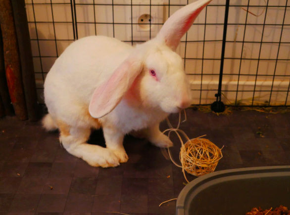 [White Rabbit] Eliott, lapin réhabilité de laboratoire Eliott11