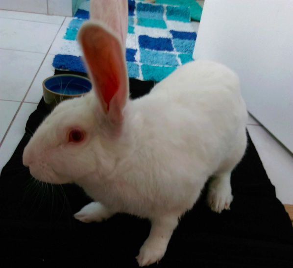 [White Rabbit] Elvis, lapin réhabilité de laboratoire Elvis310