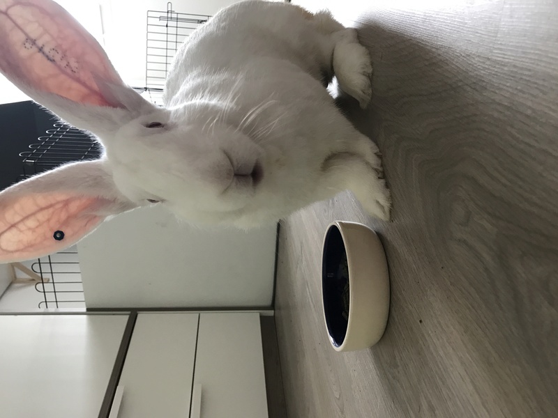 [White Rabbit] Elie, lapin réhabilité de laboratoire Img_0510