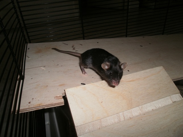 [CLOS]6 souris mâles réhabilitées de laboratoire  P1010810