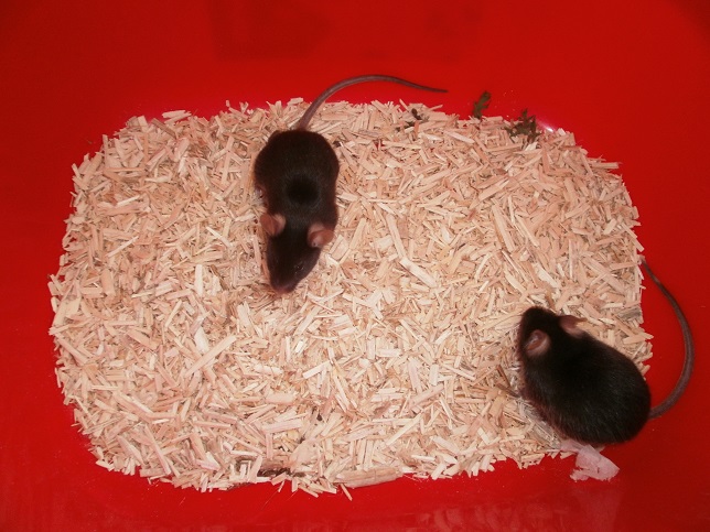 [CLOS]6 souris mâles réhabilitées de laboratoire  P1010811