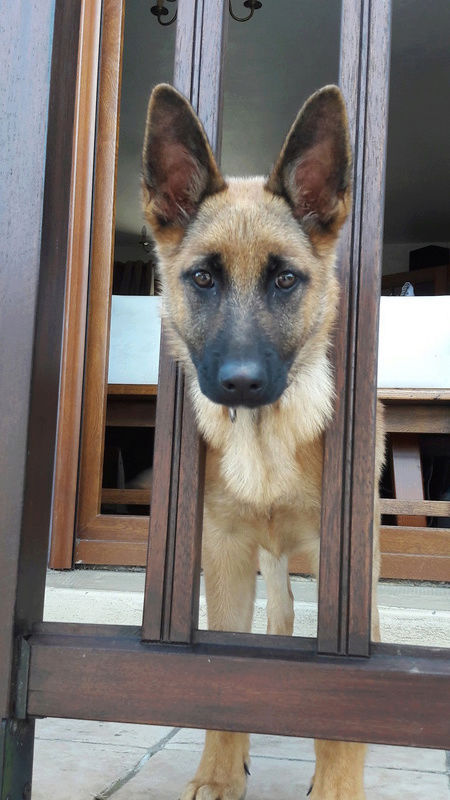 NUTS, chiot x malinois - 2 mois - M Nuts_210