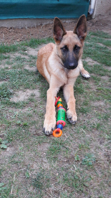 NUTS, chiot x malinois - 2 mois - M Nuts_310