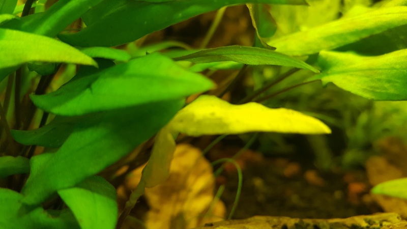 algues sur hygrophila 20170719