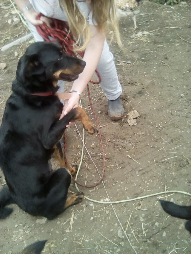 Missy, beauceronne née en 2016 Img_2014