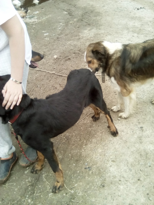 Missy, beauceronne née en 2016 Img_2016