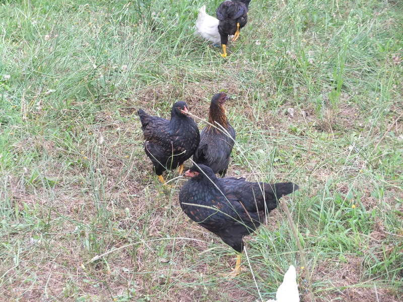 Des nouvelles de mes poussins  S0408311