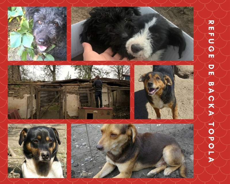 Compte à rebours pour les chiens de Backa Topola (Etela) - septembre 2017 Refuge10