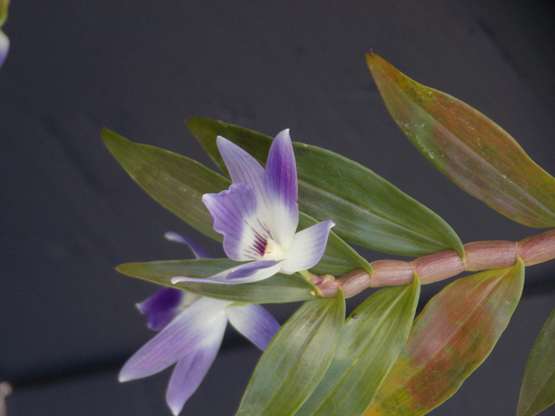Dendrobium victoriae reginae, Loher Dscn6610