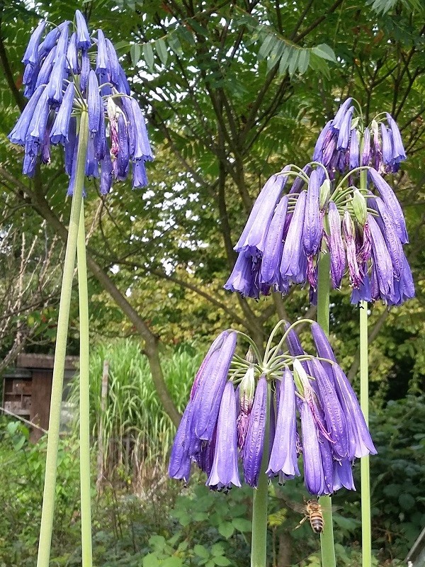 Amaryllisgewächse - Amaryllidaceae (Hippeastrum, Clivia, Nerine, Amaryllis, Agapanthus, Allium, Narcissus & Co.) - Teil 1 - Seite 32 Agapan27