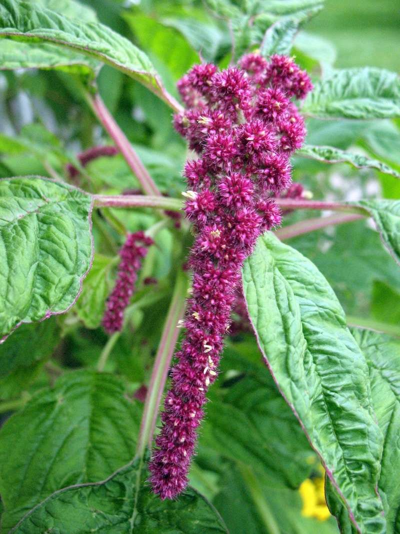 Amaranth - Page 4 Img_4639
