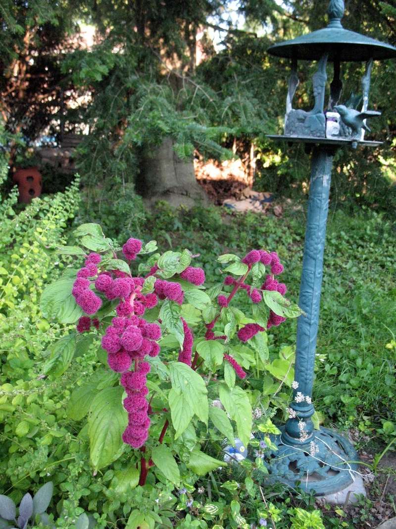 Amaranth - Page 5 Img_4727