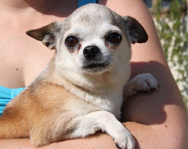 GLORIA, chihuahua 6 ans - F Img_4927