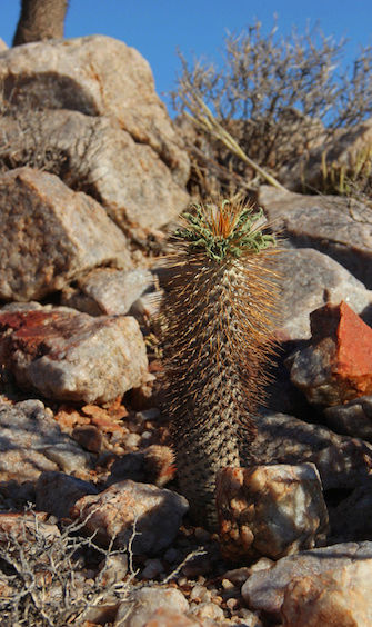 Pachypodium namaquanum  (Afrique du Sud) Captur11