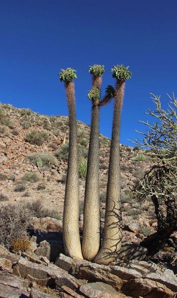 Pachypodium namaquanum  (Afrique du Sud) Captur12