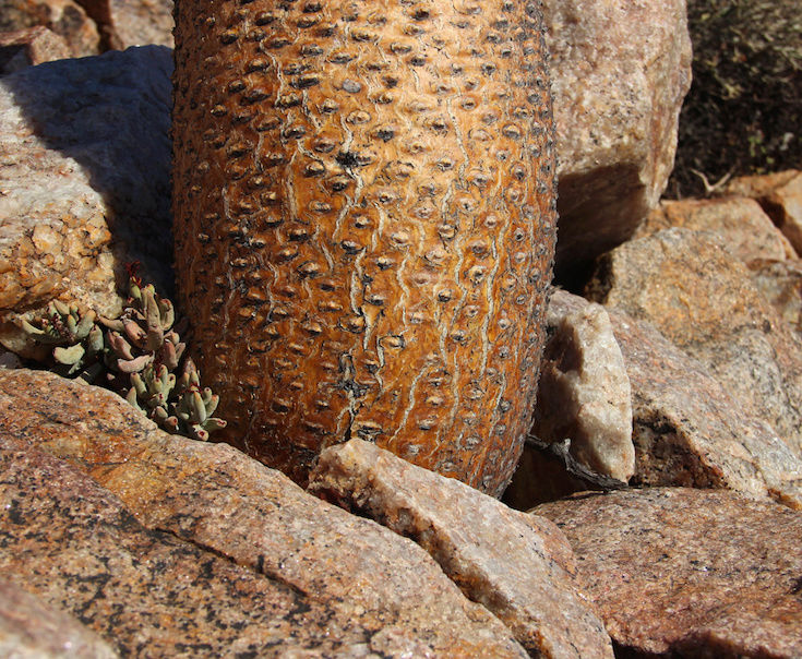 Pachypodium namaquanum  (Afrique du Sud) Captur16