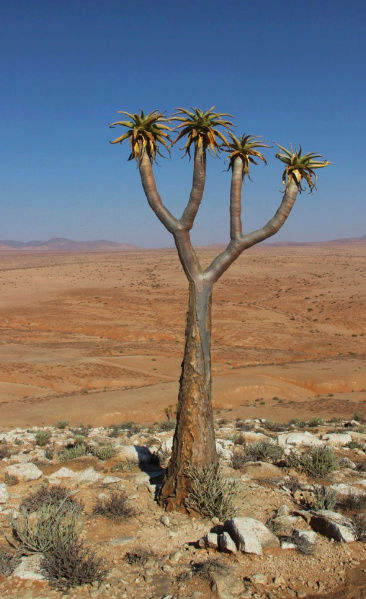 Aloe pillansii (Afrique du Sud) Captur18