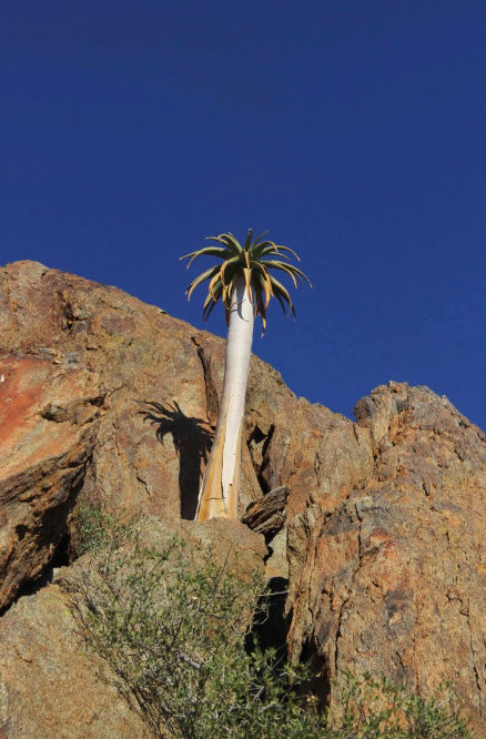 Aloe pillansii (Afrique du Sud) Captur22