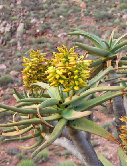 Aloe dichotoma (Afrique du Sud)   Captur33