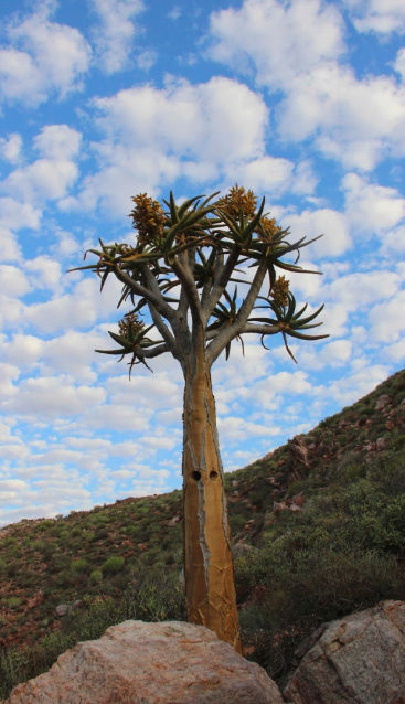 Aloe dichotoma (Afrique du Sud)   Captur34