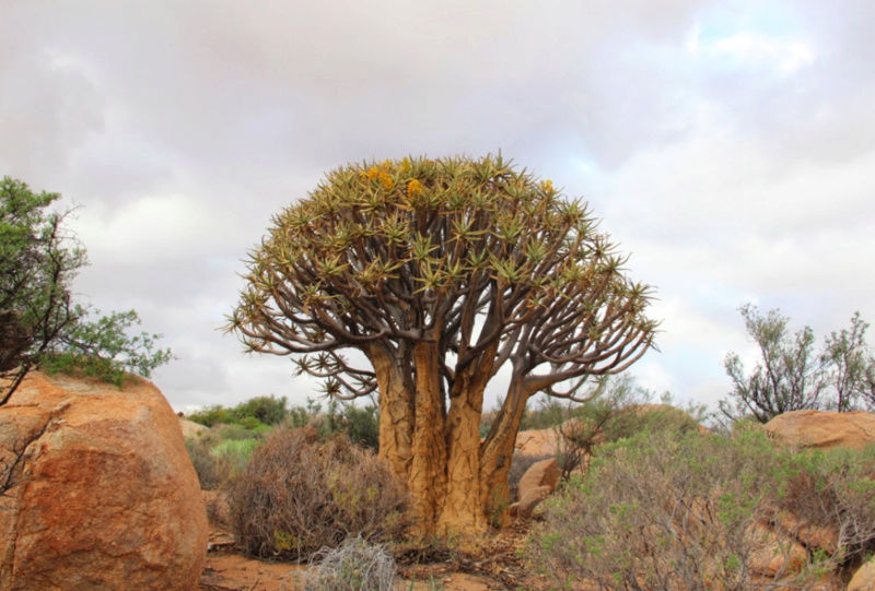 Aloe dichotoma (Afrique du Sud)   Captur35