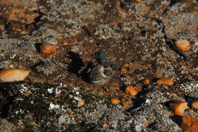 Othonna cacalioides (Afrique du Sud) Img_8015