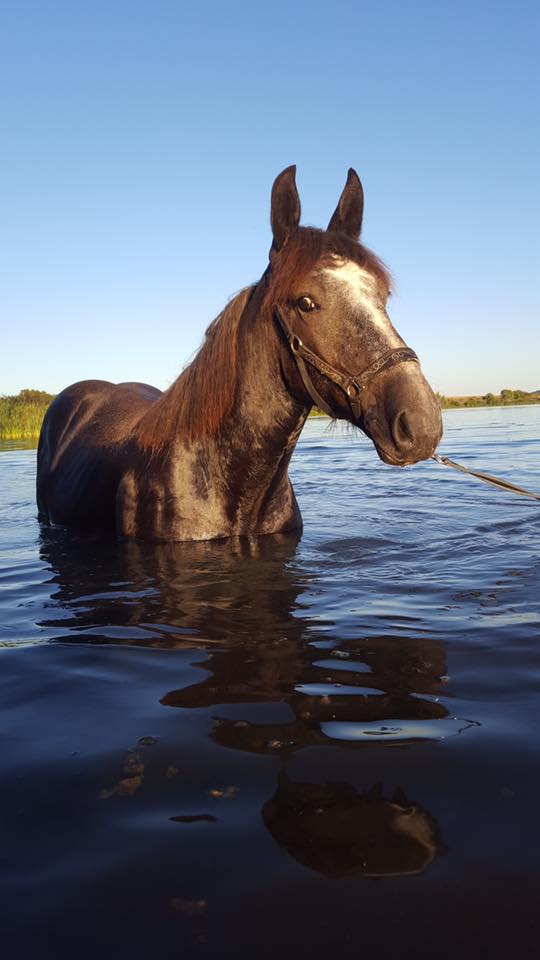 (Dept 87) FALCO DES FONTS - Percheron PP - Sauvé par Amandine_Framboise (Décembre 2015) - Page 20 14079410