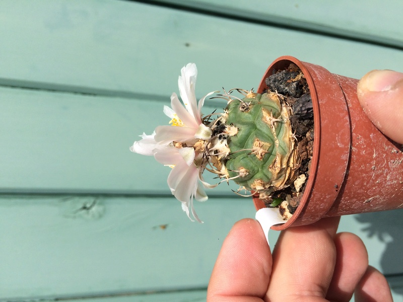 Turbinicarpus lophophoroides en fleurs Img_4914