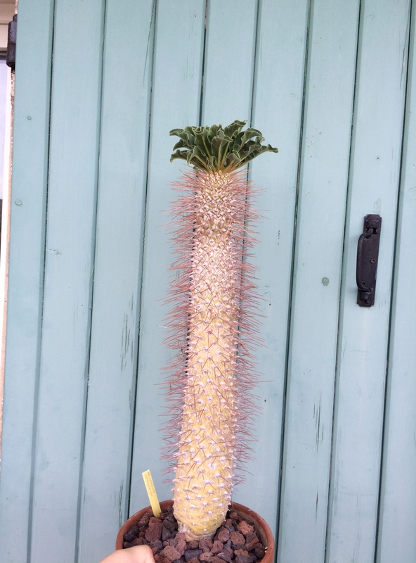 Pachypodium namaquanum - Page 5 Img_4917