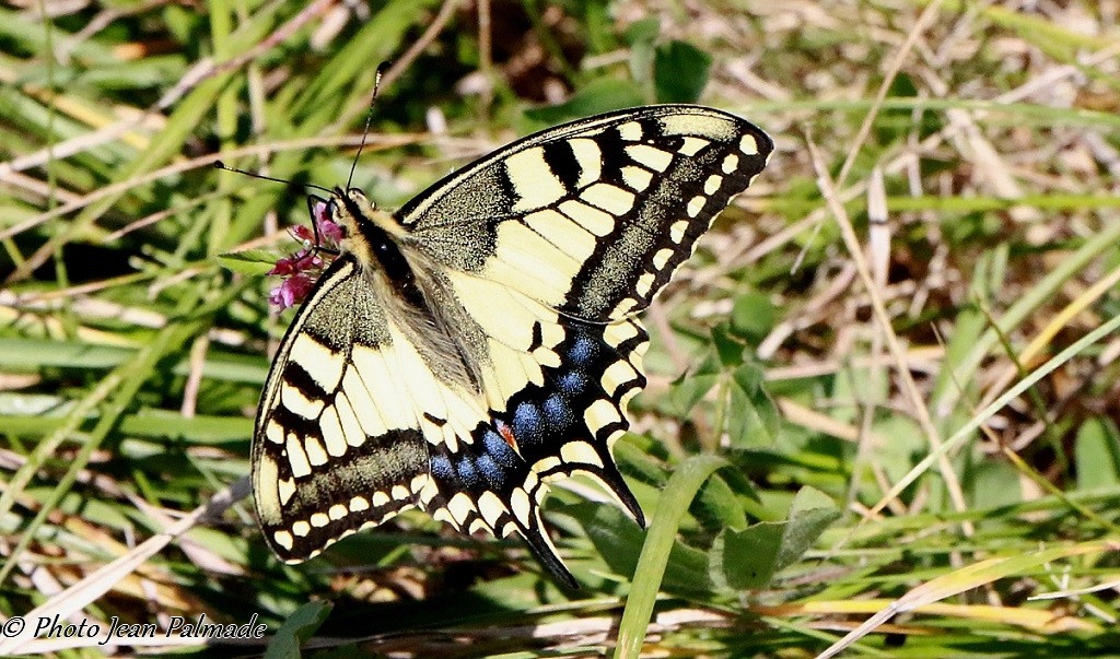 MACHAON ou Grand Porte-Queue Img_3279