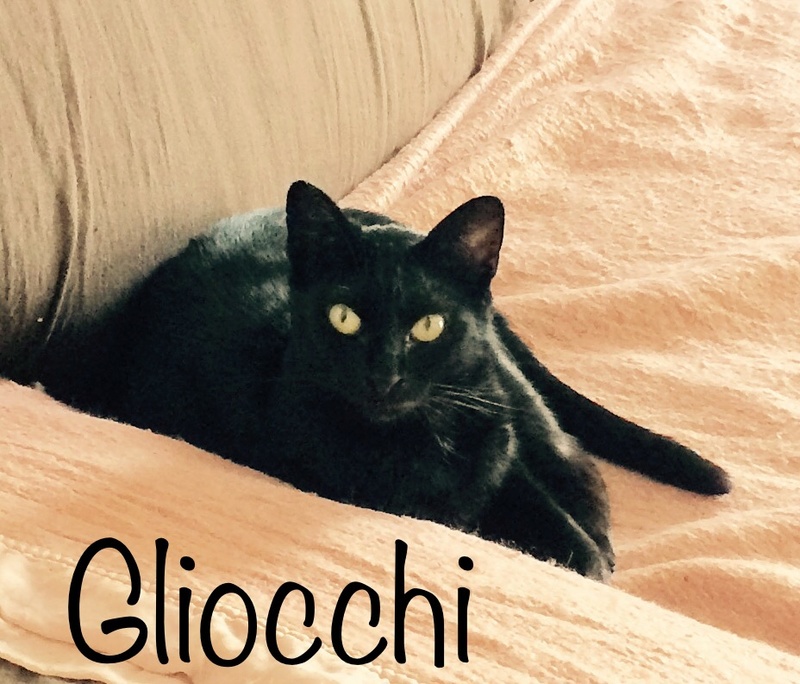 (sauvetage) GLIOCCHI, européenne noire, 5 ans, femelle - fiv+ Img_4630