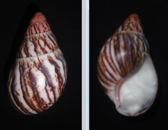 Archachatina marginata suturalis (Philippi, 1849) Achati10