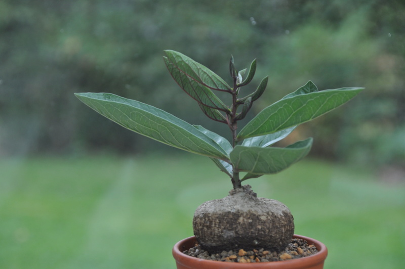 Adenia goetzei Dsc_0315