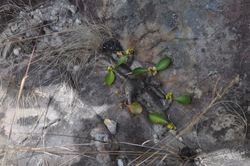 Euphorbia quartziticola (Madagascar) Dsc_0713