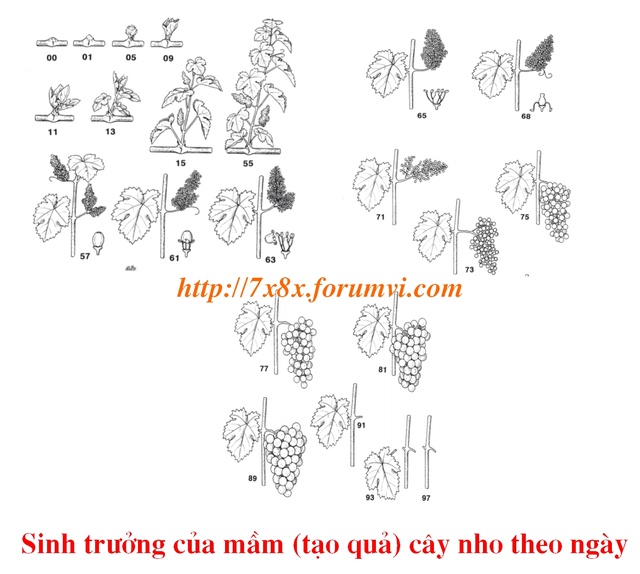 TOÀN BỘ KỸ THUẬT TRỒNG NHO: HÌNH ẢNH CÂY NHO, CÁC GIỐNG NHO HAY TRỒNG TẠI VIỆT NAM, TỈA CÀNH CÂY NHO QUA TỪNG VỤ. CHI TIẾT QUA HÌNH ẢNH - The illustration shows part of the grape plants Unctit10