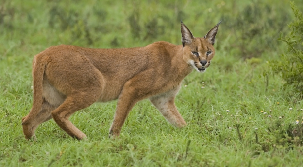 Le tigre de Montévrain et les témoignages de grands félins échappés - Page 4 2124710