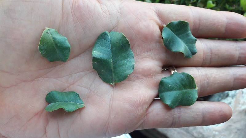 Perdita foglie carrubo siciliano Foto_310
