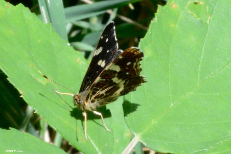 [Araschnia levana] Pyrginae ? _dsc6610