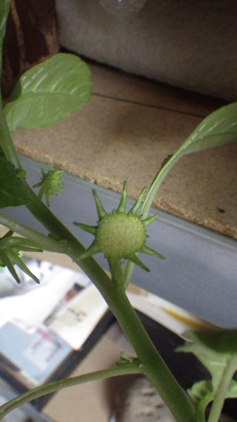 Dorstenia hildebrandtii Imgp0820