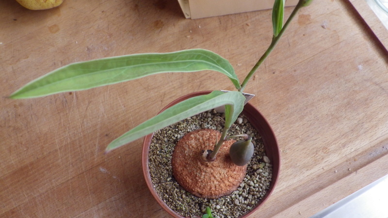 Adenia goetzei Imgp0922