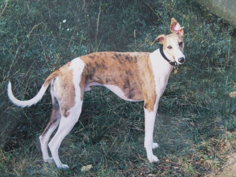 rencontre whippet