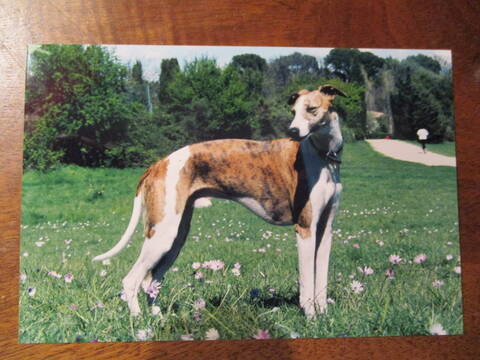 rencontre whippet
