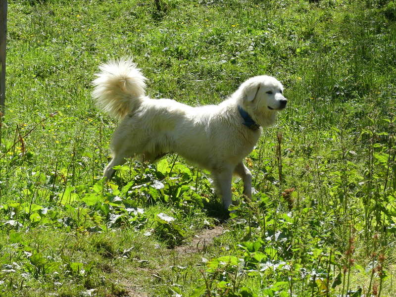 Lors de mes balades P1010811