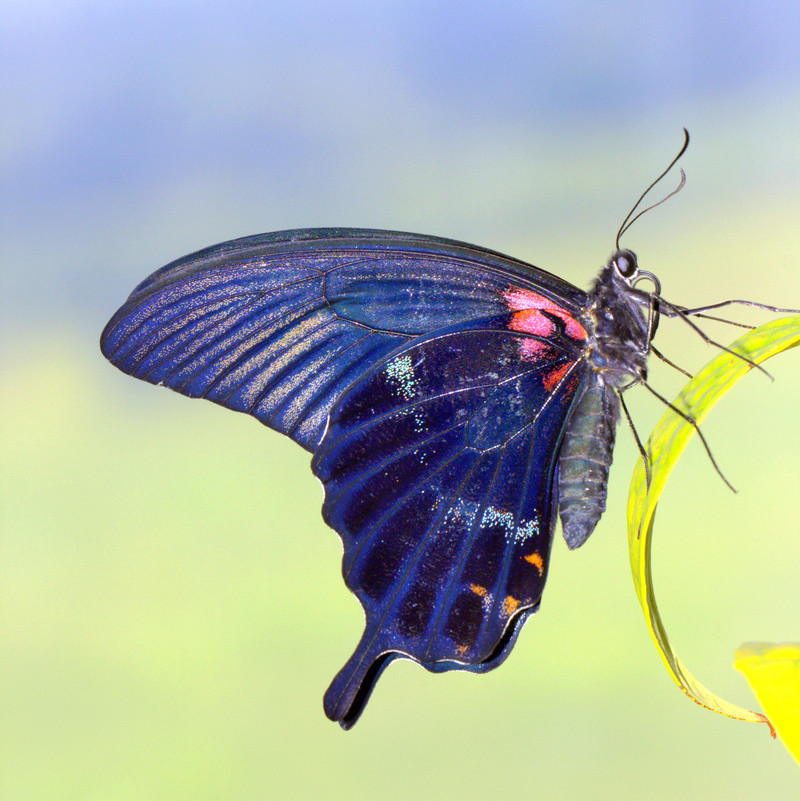 Papilio ... Img_0610