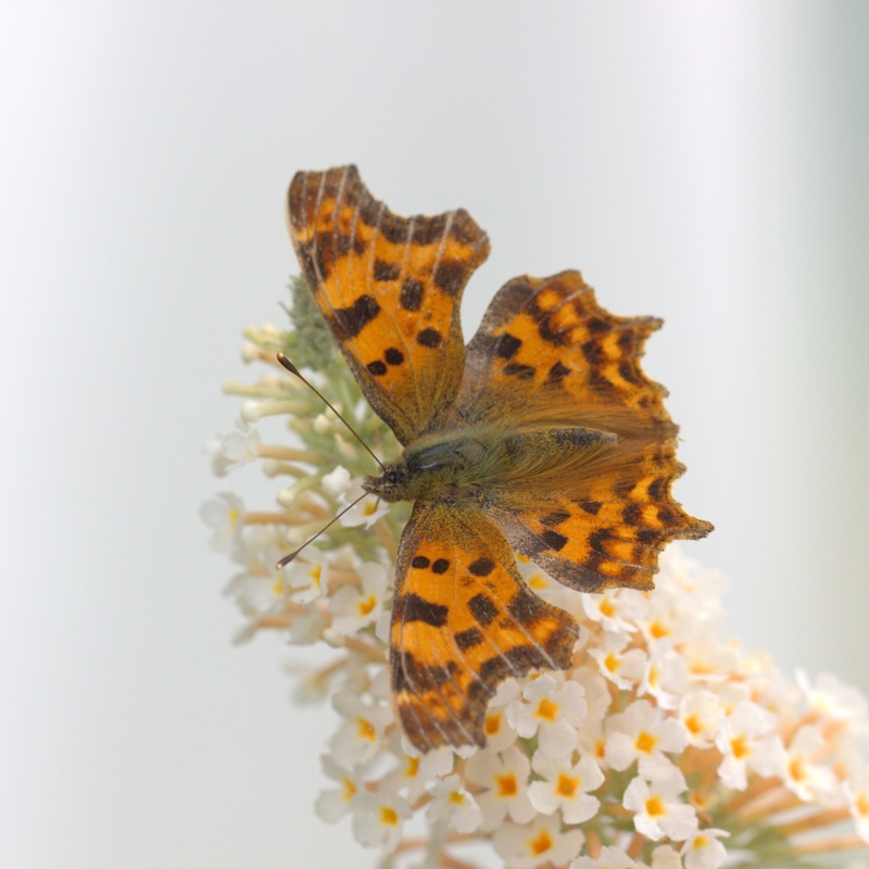 Robert le diable ( Polygonia c-album ) Img_9910