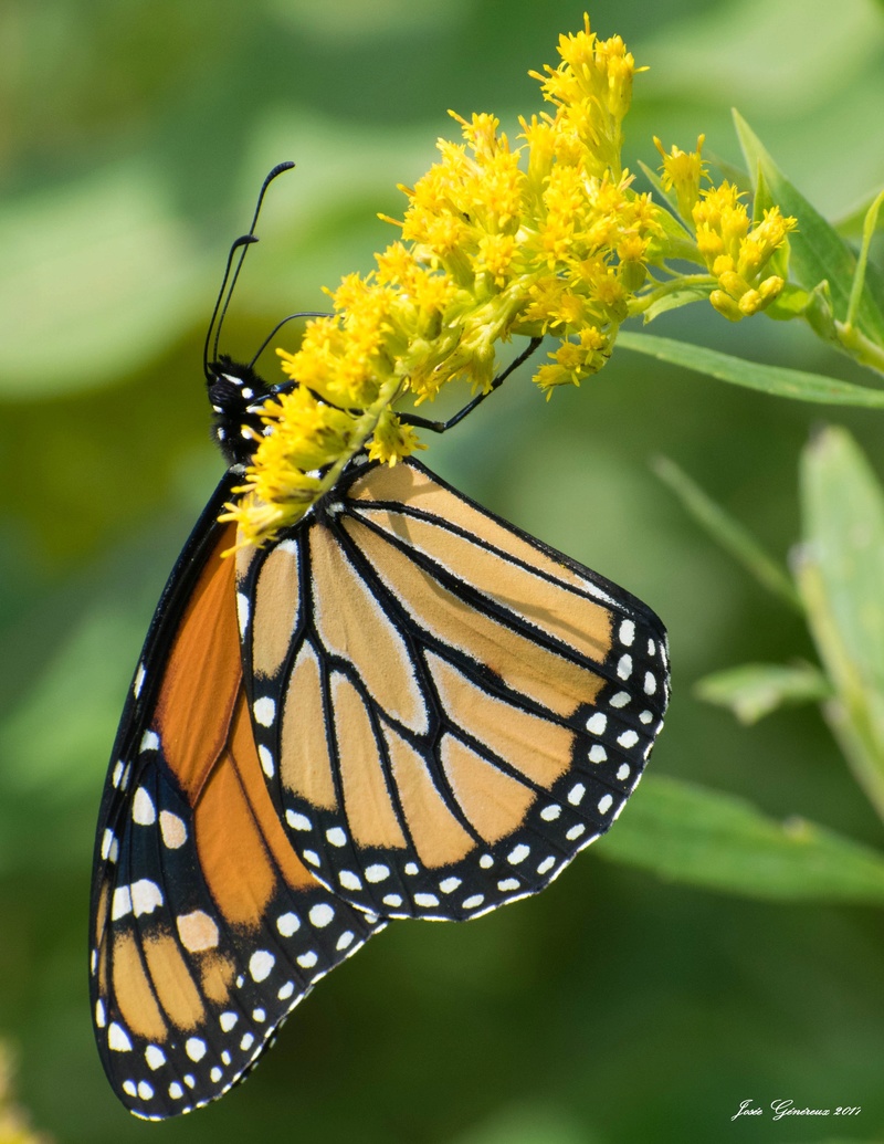 Papillon monarque  Dsc_0111